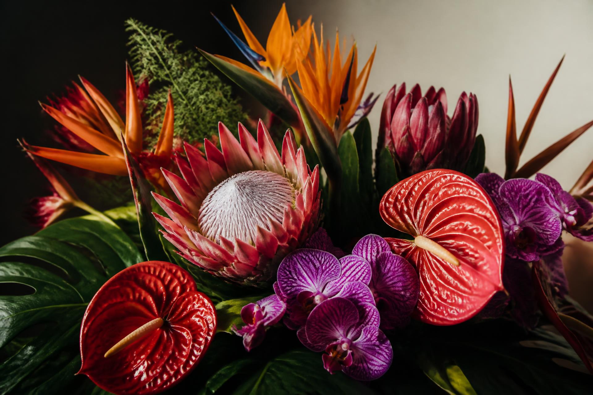 Editorial arrangement of protea, bird of paradise and orchids
